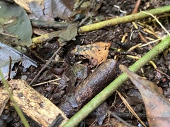 Craugastor stejnegerianus