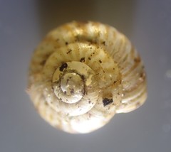 Punctidae