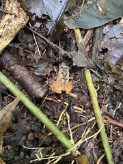 Craugastor stejnegerianus