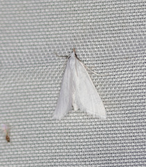 Leptosteges vestaliella