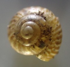 Punctidae