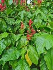 Megaskepasma