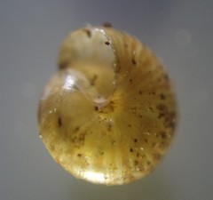 Punctidae