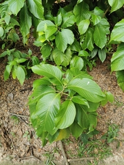 Megaskepasma