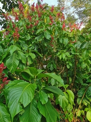 Megaskepasma