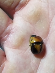 Bolbocerosoma farctum