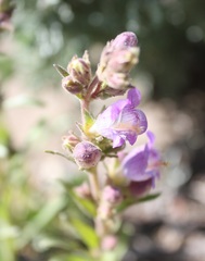 Penstemon atwoodii