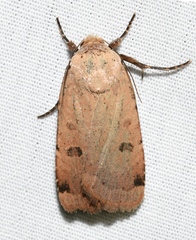 Abagrotis cupida