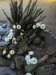 Trichocereus schickendantzii