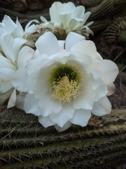 Trichocereus schickendantzii