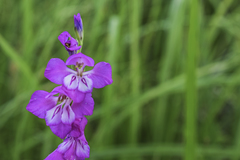 Gladiolus imbricatus
