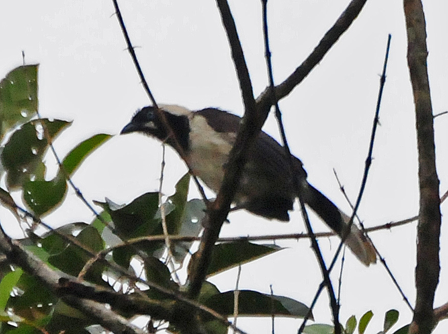 Cayenne Jay