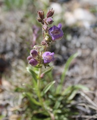 Penstemon atwoodii