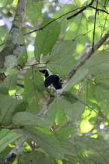 Cayenne Jay photo 2