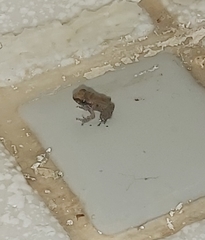 Eleutherodactylus coqui