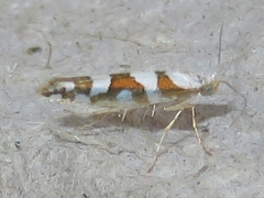 Argyresthia calliphanes