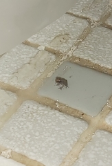 Eleutherodactylus coqui