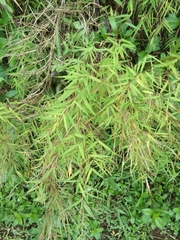 Pogonatherum crinitum