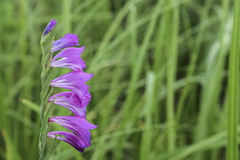 Gladiolus imbricatus