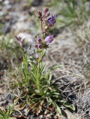 Penstemon atwoodii