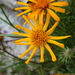 Pinnate-leaved Ragwort - Photo (c) Werner Witte, some rights reserved (CC BY-NC)