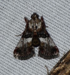 Cacozelia pemphusalis