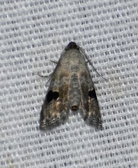 Abablemma duomaculata