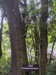 Enterolobium contortisiliquum