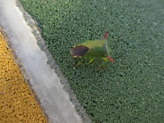 Acanthosoma firmatum