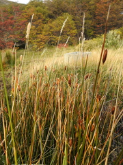 Marsippospermum grandiflorum