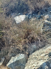 Stephanomeria cichoriacea