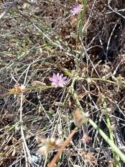 Stephanomeria cichoriacea