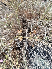 Stephanomeria cichoriacea