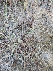 Stephanomeria cichoriacea