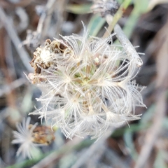 Stephanomeria cichoriacea