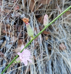 Stephanomeria cichoriacea