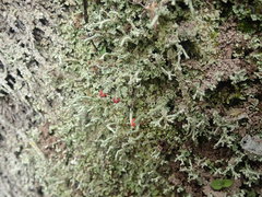 Cladonia weymouthii