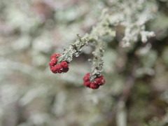 Cladonia weymouthii
