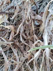 Stephanomeria cichoriacea