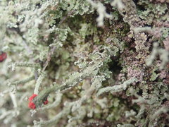 Cladonia weymouthii