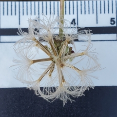 Stephanomeria cichoriacea