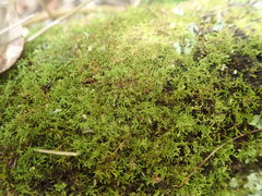 Thuidiopsis sparsa