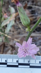 Stephanomeria cichoriacea