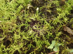 Thuidiopsis sparsa