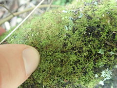 Thuidiopsis sparsa