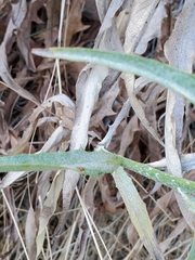 Stephanomeria cichoriacea