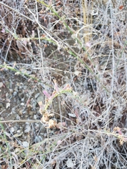Stephanomeria cichoriacea