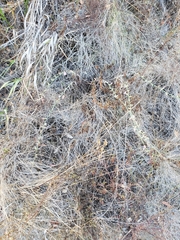 Stephanomeria cichoriacea