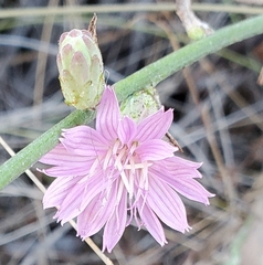 Stephanomeria cichoriacea