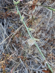 Stephanomeria cichoriacea